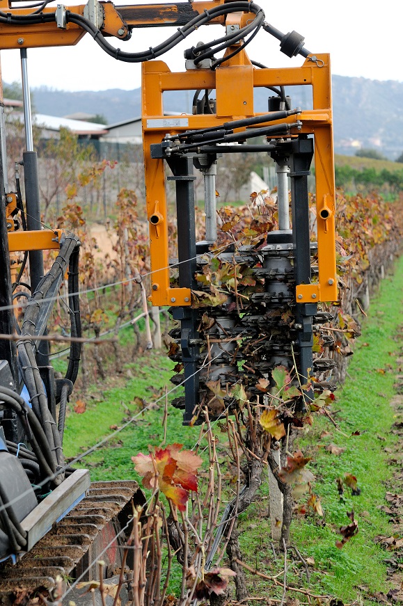 Mechanical pruning